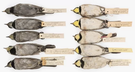 这些黑乎乎的小鸟，它们诉说着空气污染的百年历史